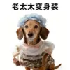 B06417 cane anziana