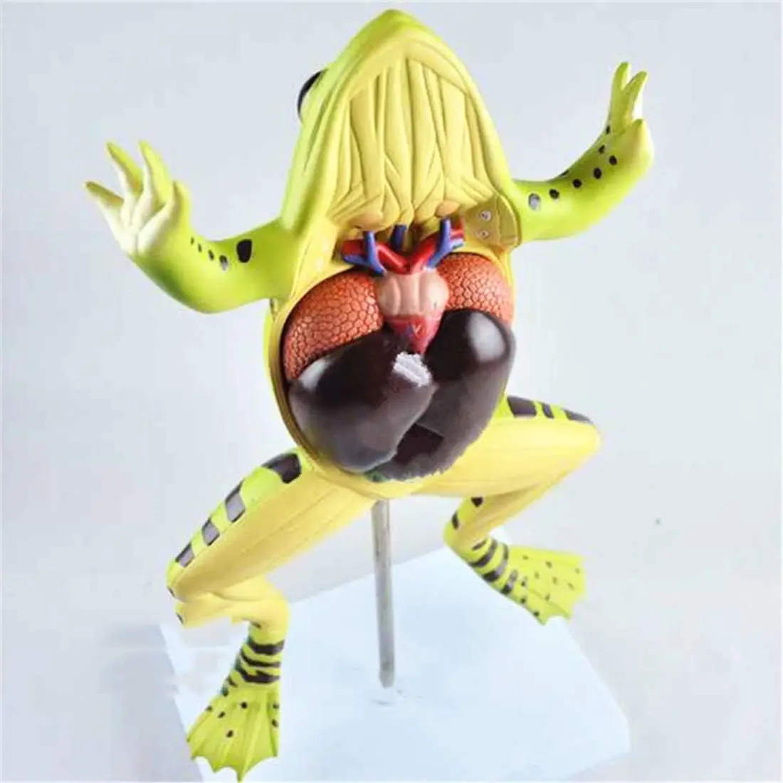 ヒキガエルの生物学 Amazon.co.jp: ヒキガエルの生物学 : 浦野 明央, 石原 勝敏