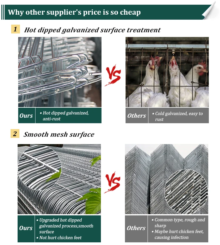 30 Years Lifetime Egg Hen Chicken Cage Layer Poultry Farm Buy Layers