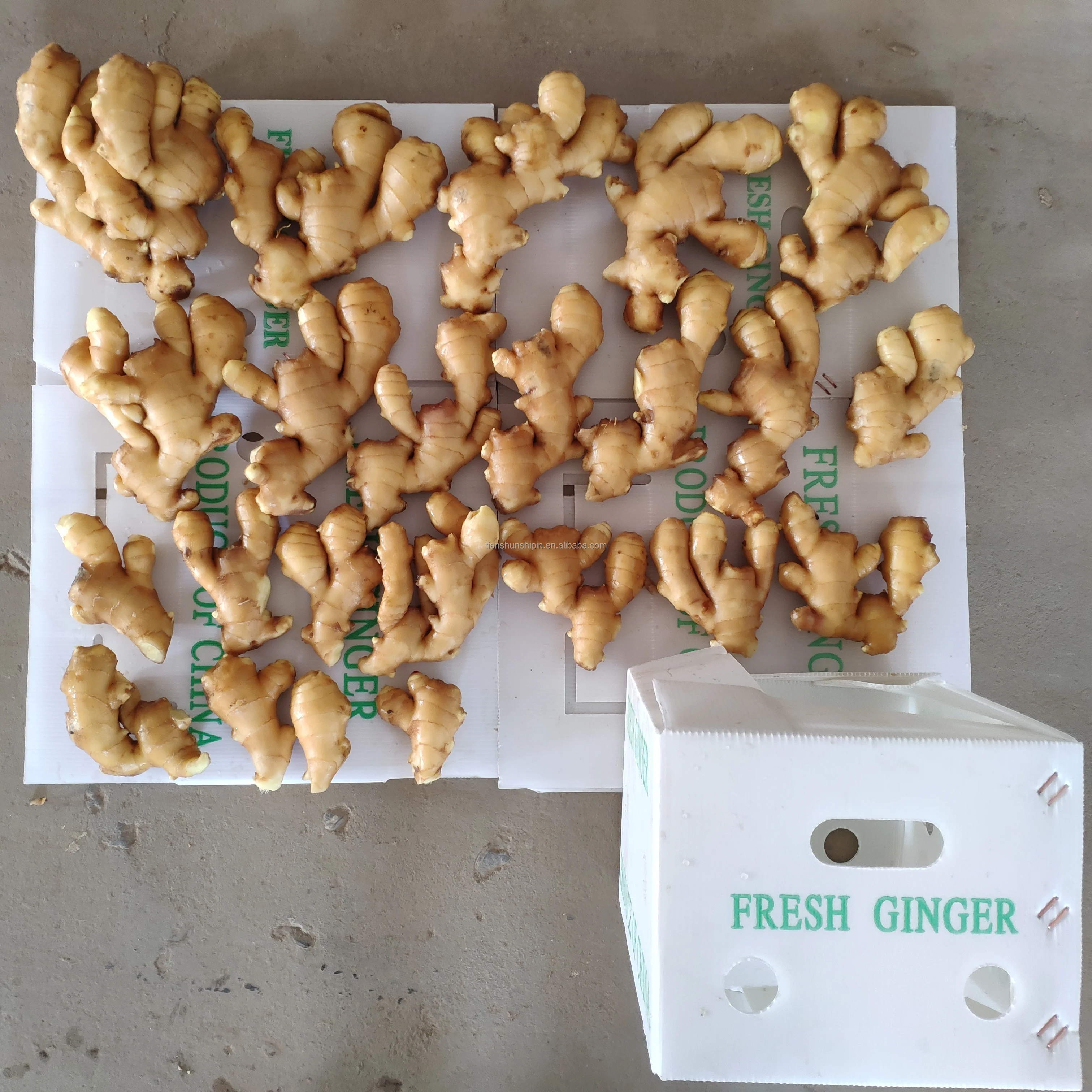 Export nga Presyo 1kg China Mature Fresh Ginger