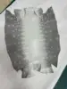 Himalayen