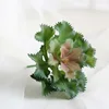 Fiore di Dianthus