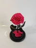 Rose Chaud