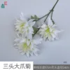 Three-headed Giant Claw Chrysanthemum XH White