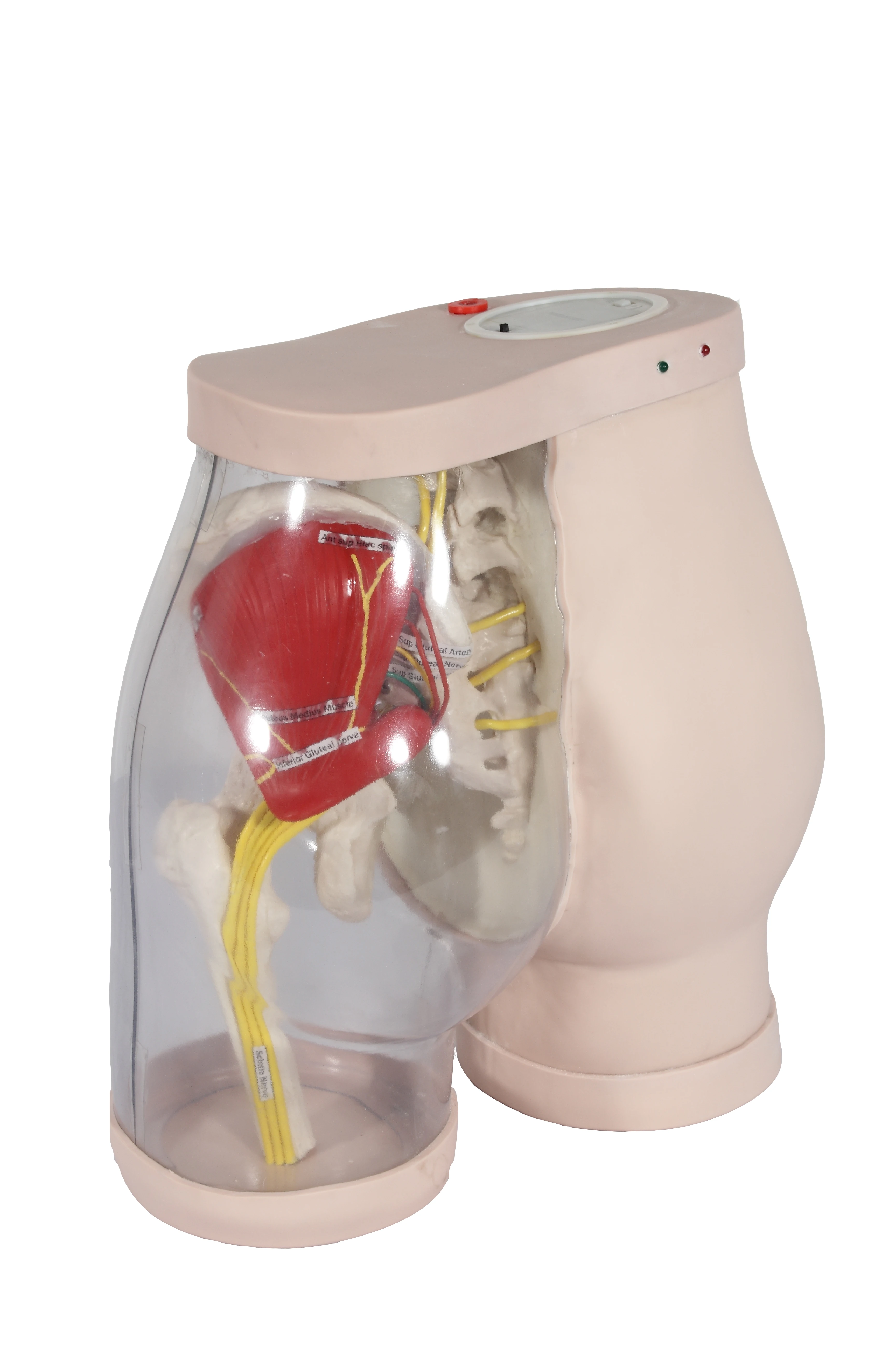 K Model Buttocks for Gluteal Intramuscular Injection and Comparison