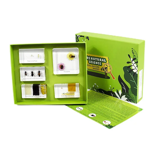 Animal Specimen Resin Kindergarten Kits Toys Life Cycle of Honeybee Paperweight for Kids