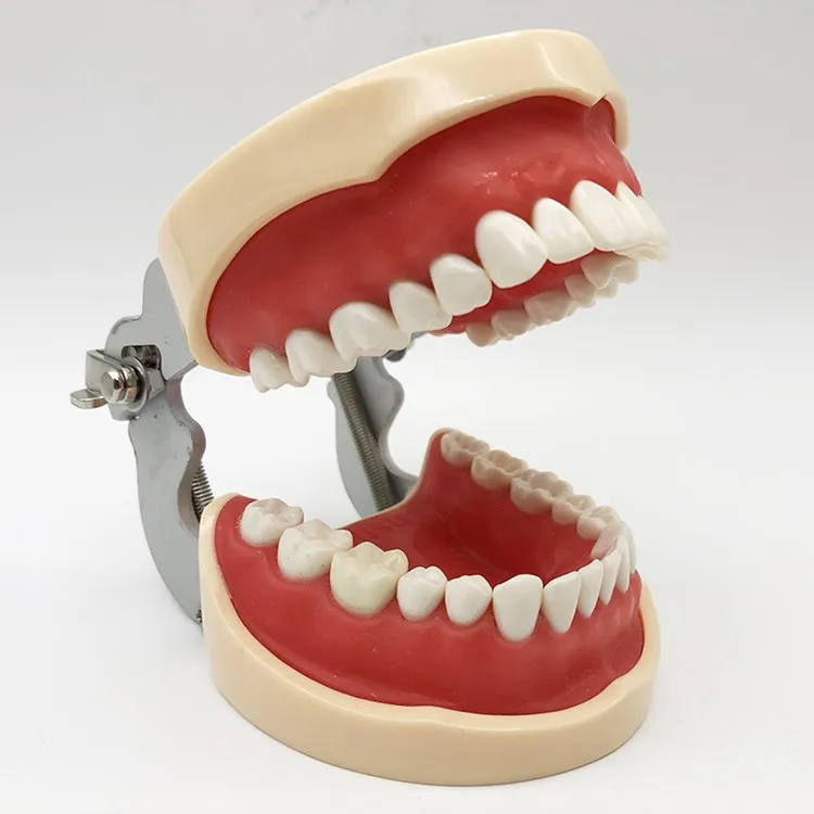 
 Стоматологическая модель 32 задних зубцов модель практики полный рот съемные зубные десны студентов практика задних отверстий  