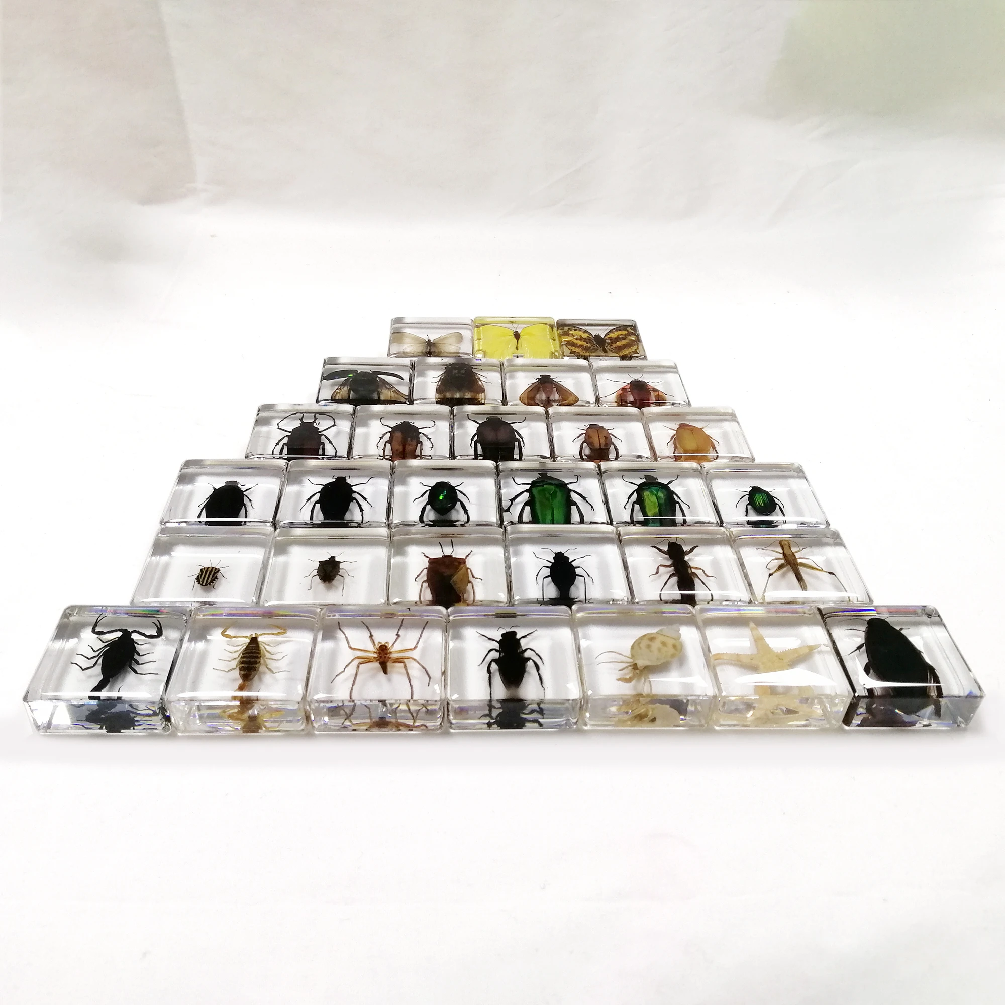 教育機器本物の昆虫文鎮剥製標本樹脂生物学的モデル教材38*38