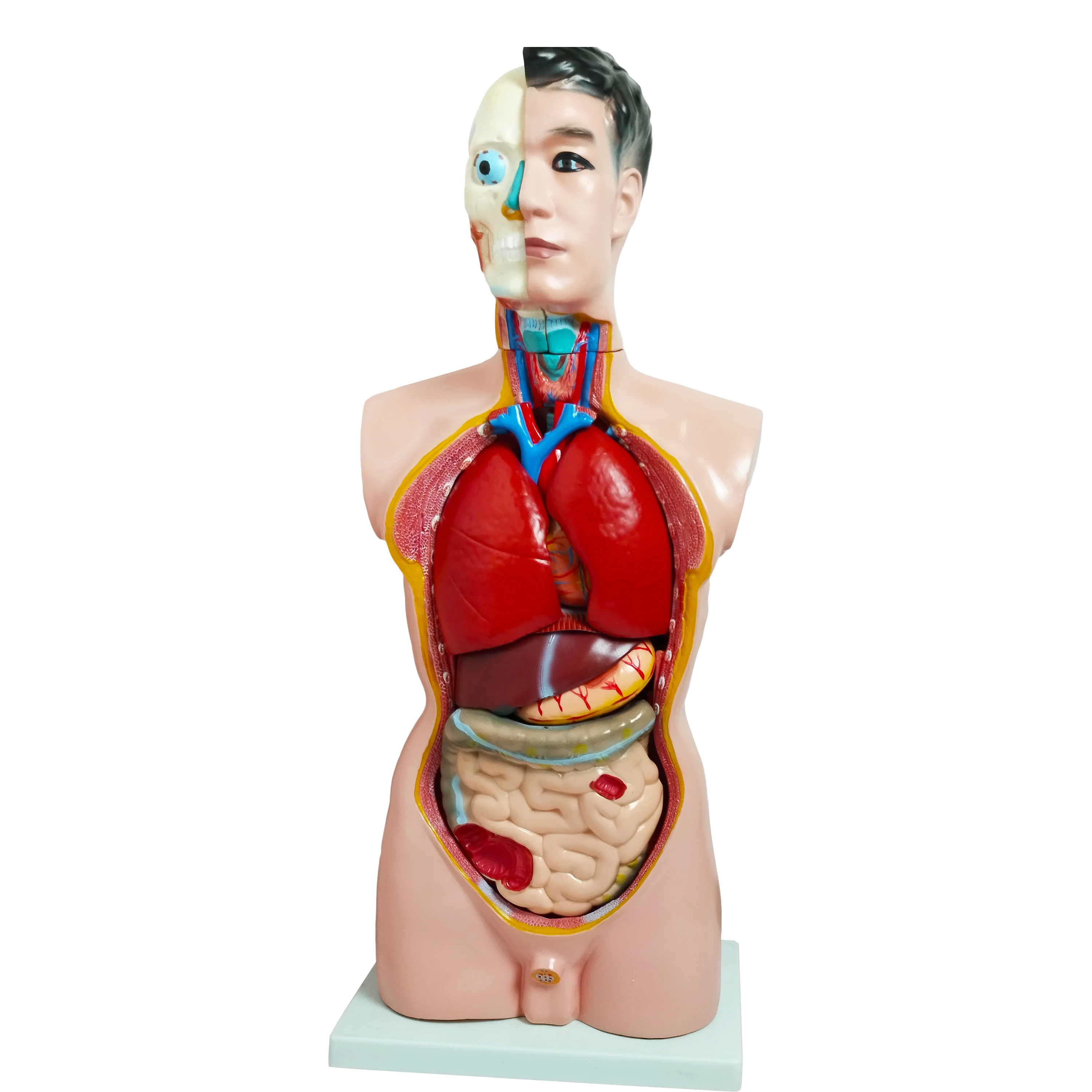 85cm Male Torso 19 Parts Model - High Quality Medical Training