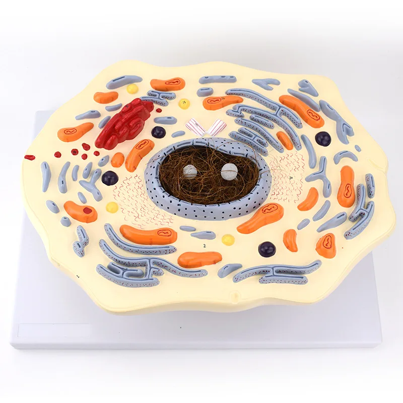 Hot Sale PVC Intuitional Teaching Aid Submicroscopic Animals Cell Model for Training Anatomical Model