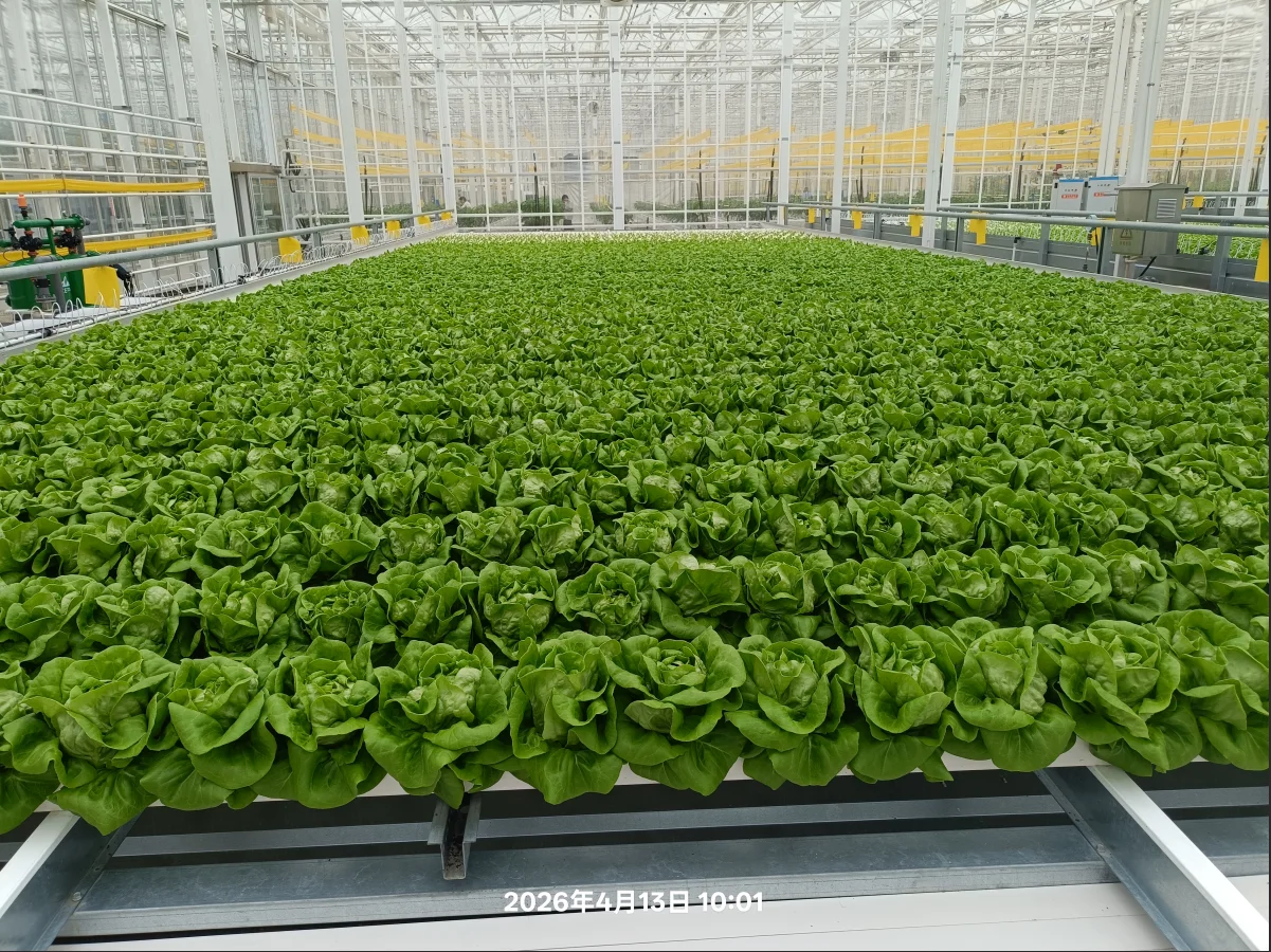 Hydroponic Planting