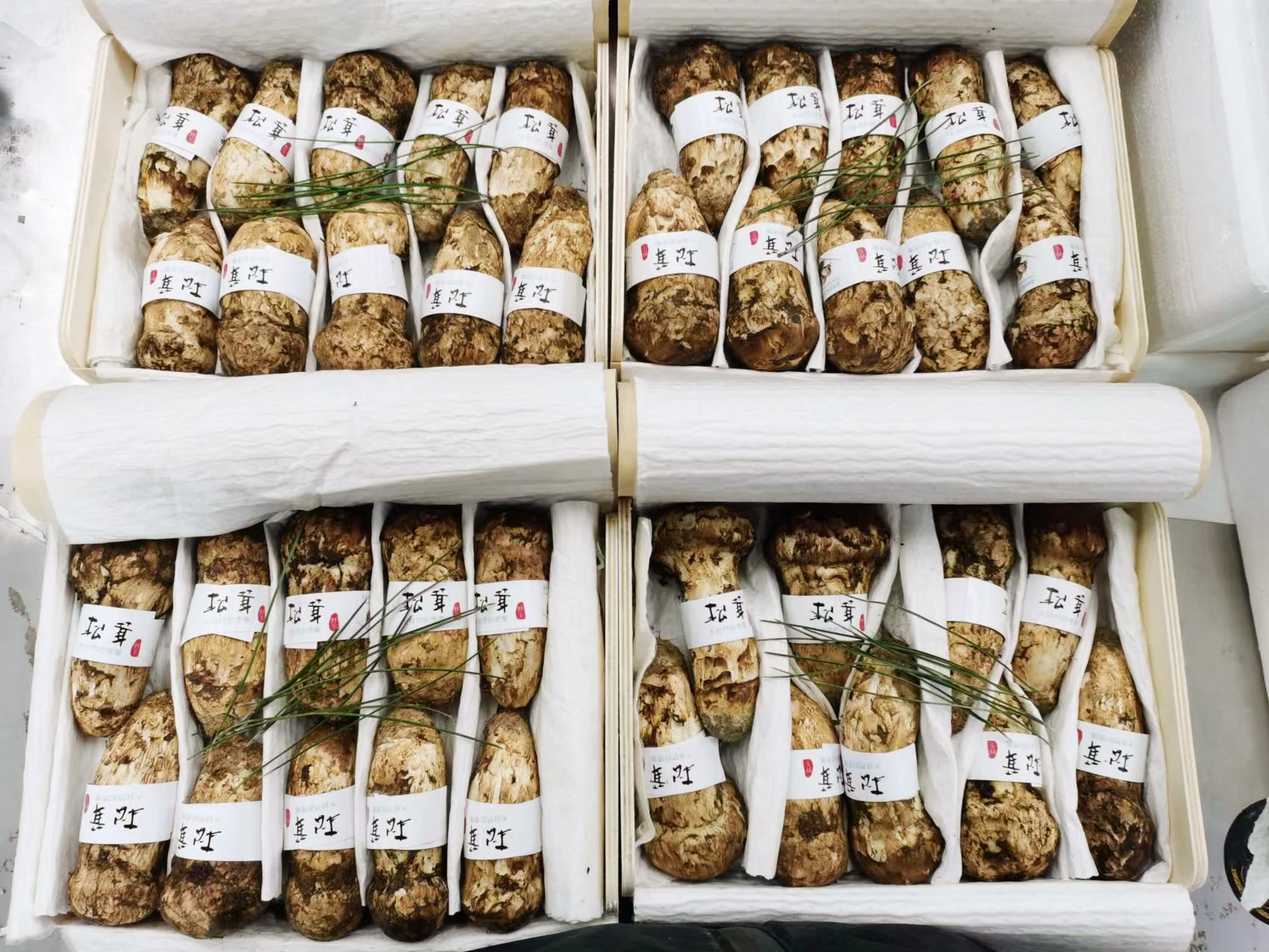 Seasonal Fresh Wild Matsutake Export Quality Directly Harvested From