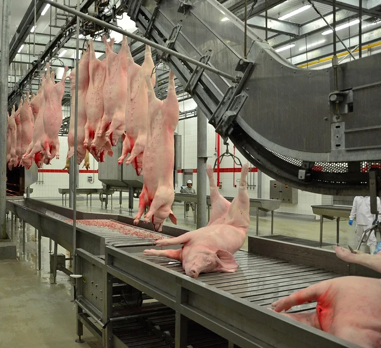 Pig Slaughterhouse Conveyor System Hog Restrainer
