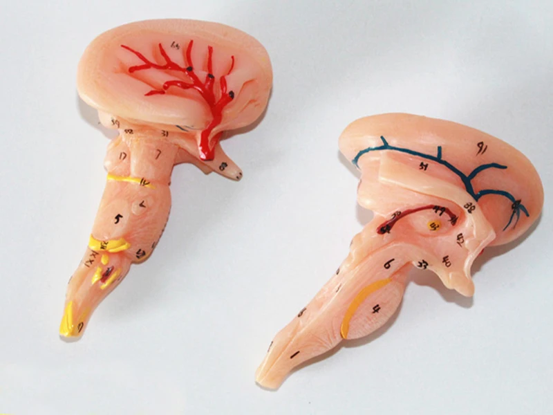 Medical Education 3d Brain Human Anatomy Model 25x20x20cm