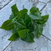 Bundle of green apple leaves