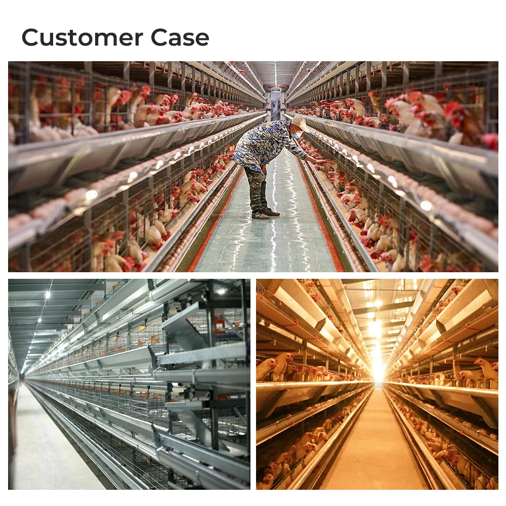 Semi-automated Poultry Breeding Machine Type a Layer Egg Chicken Cage for Farm
