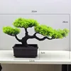 54# Thuja sutchuenensis Verde (12 Rectangular Marrón)