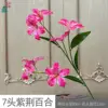 Lirio Bauhinia de 7 cabezas LYS, rosa intenso