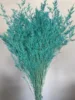 Turchese