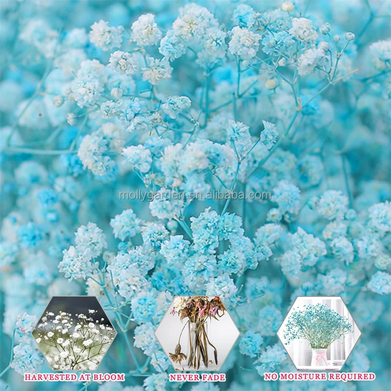 2023 Customized Preserved Flowers Natural Preserved Gypsophila