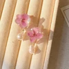 Rosa rosa