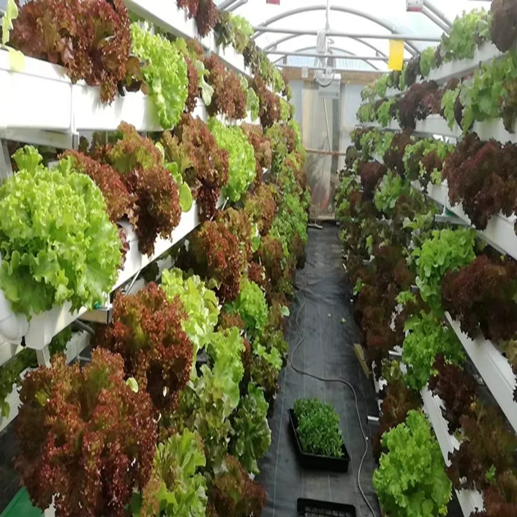 Hot Sale Portable Greenhouse Vertical Hydroponic Strawberry Growing ...
