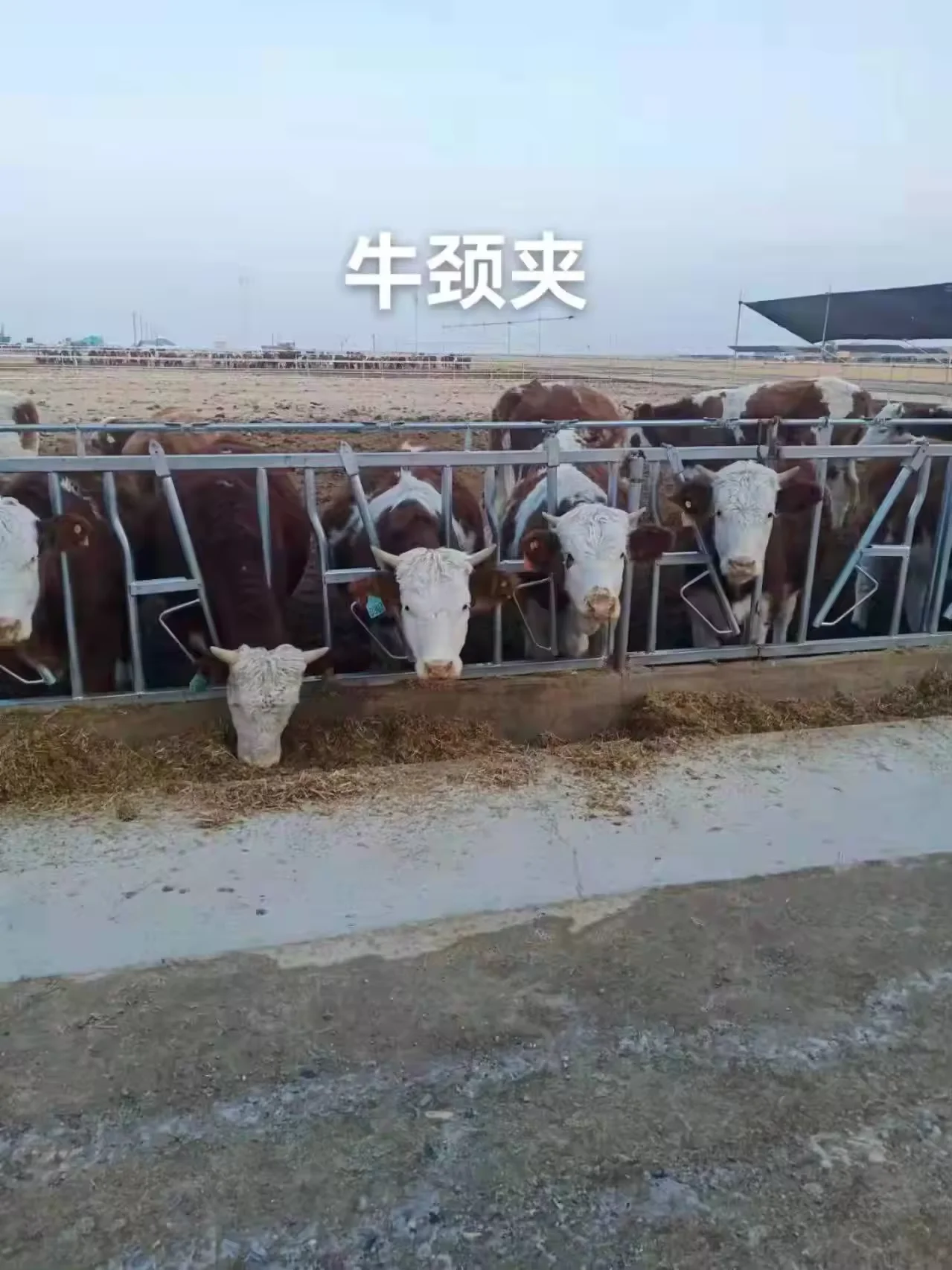 GREAT FARM Factory Outlet Dairy Farm Management Equipment Durable Cow Neck Clamp Lock Galvanized Cow Cattle Headlock