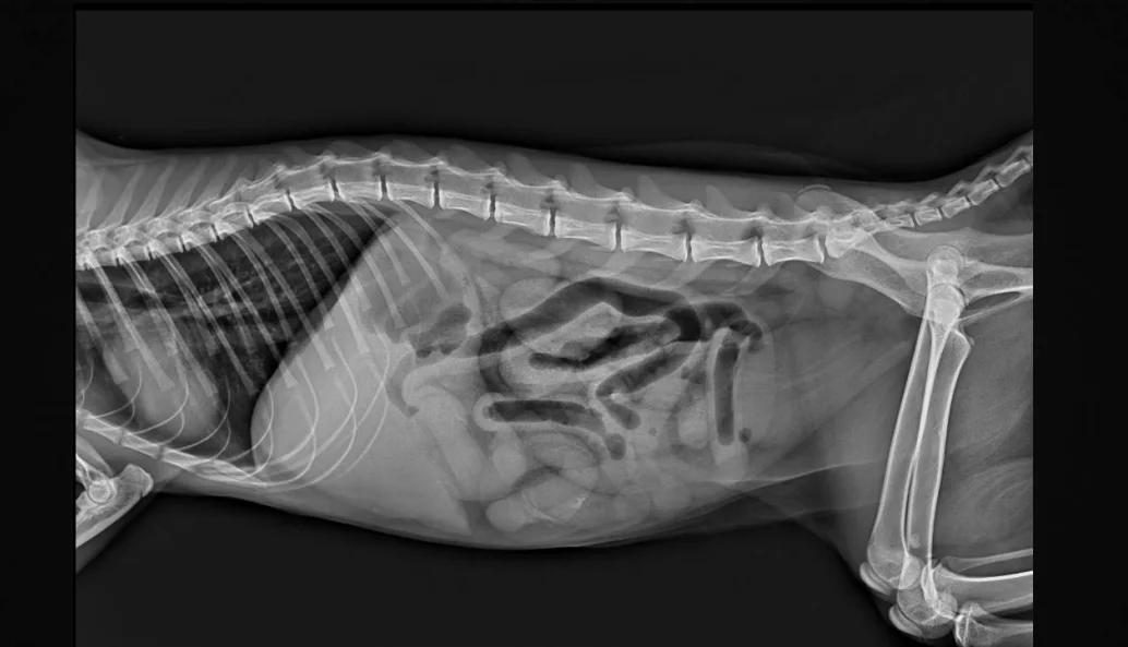 Kanistar Veterinary Radiography Systems Digital X-ray