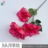 3 primera rosa Rosa ZL rosa roja