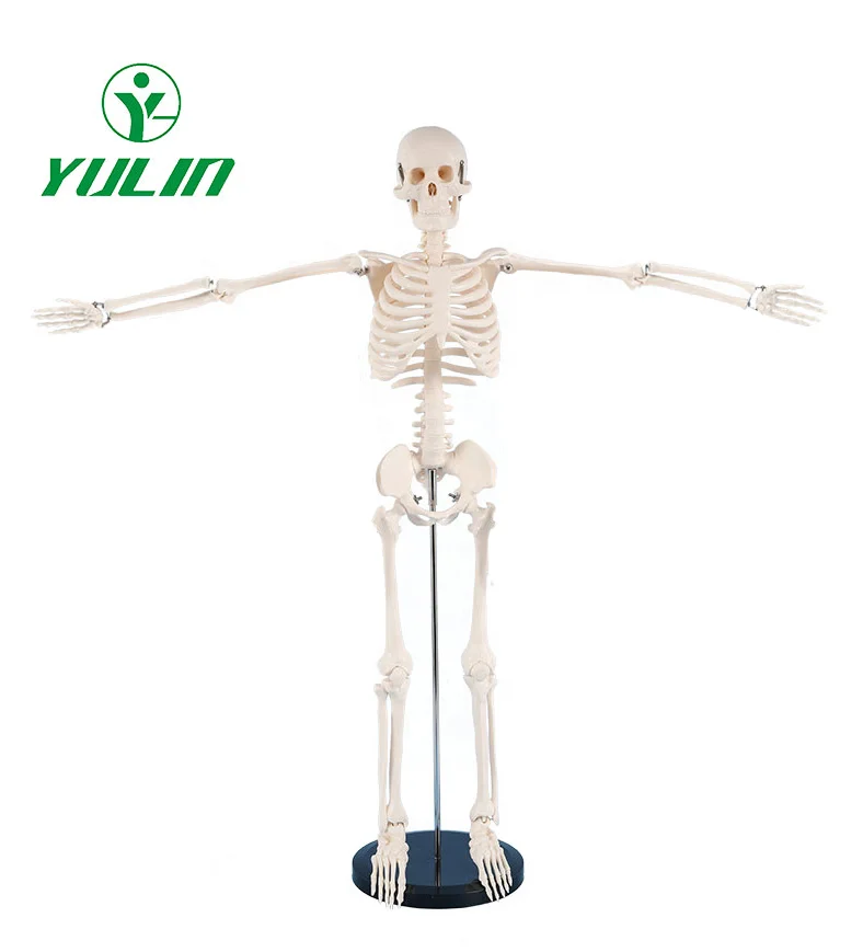 180cm Life Size Human Skeleton Medical And Science Teaching Model ...