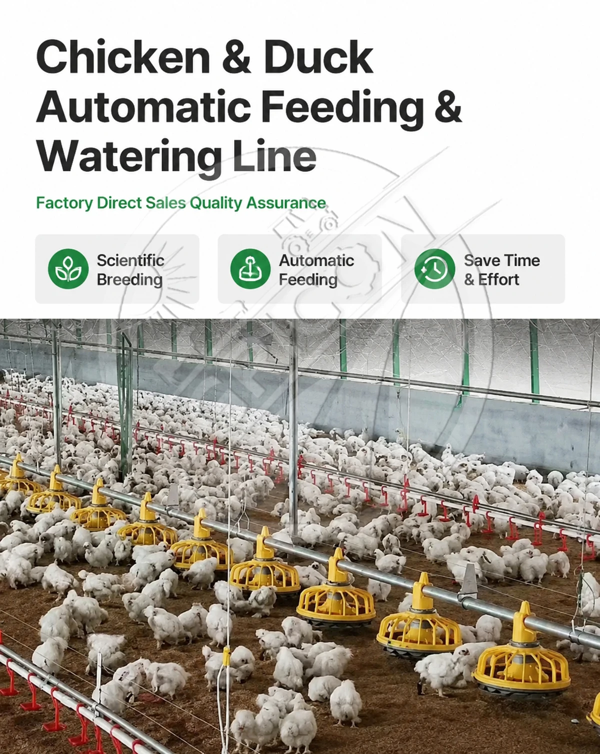 Automatic Poultry Feeding Line