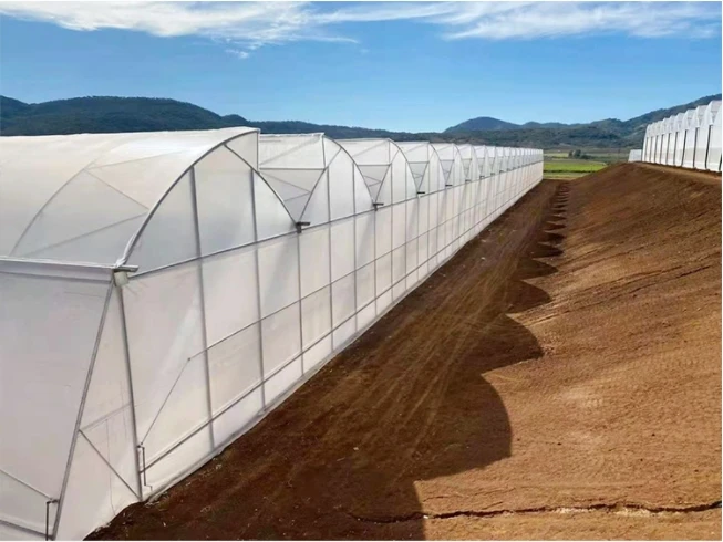 multi span sawtooth greenhouse