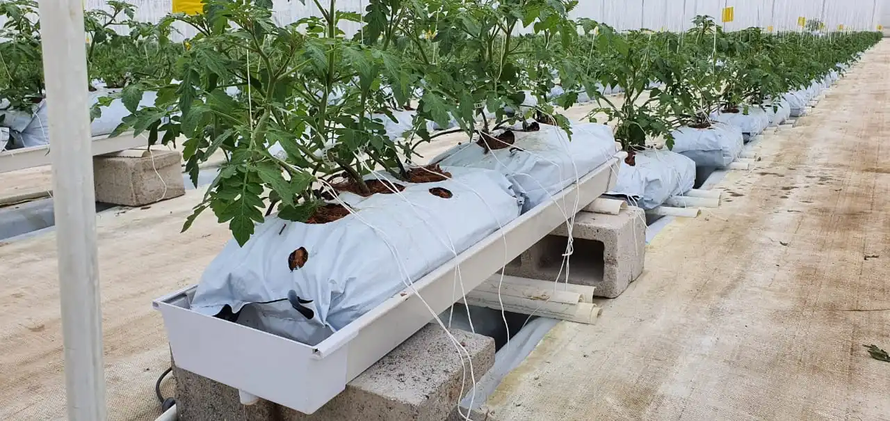 vertical garden hydroponic