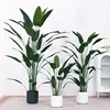 bird of paradise