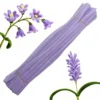 Lavanda