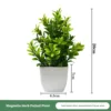 Plante en pot d'herbe Yulan