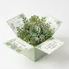 Piante succulente verde chiaro