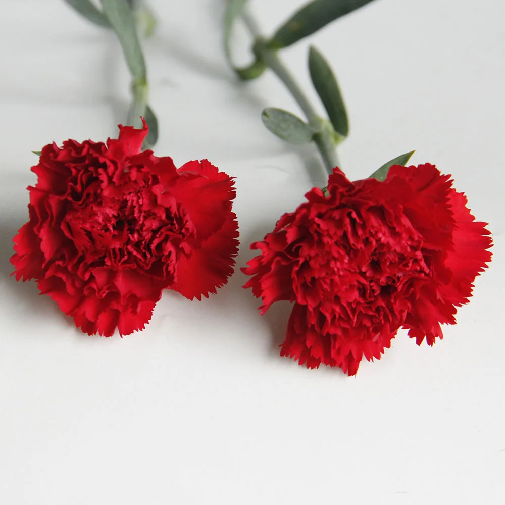 Fresh Cut Flower Bulk China Agriculture Ornamental Plants Fresh Cut Flowers Red Carnation Buy