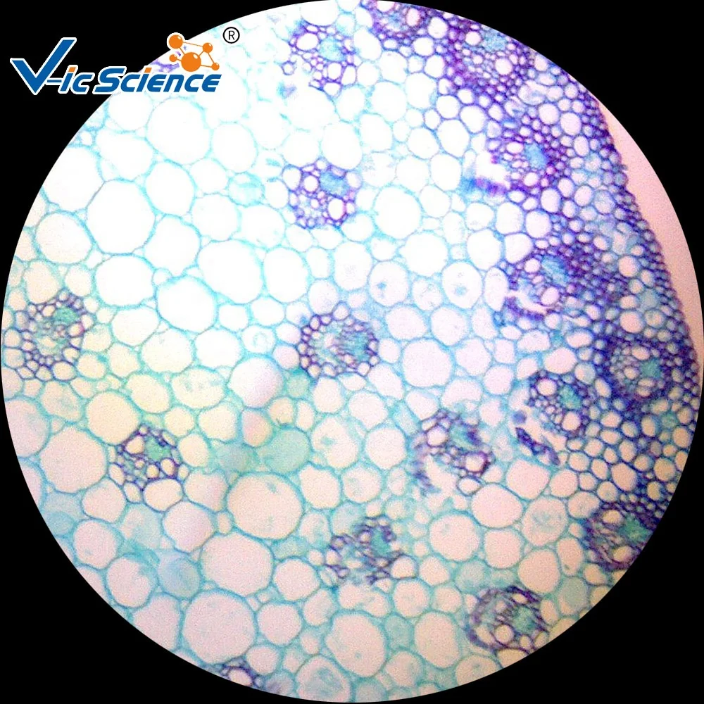 Planta slides botânica biologia slides botânica microscópio slide cebola  bulbo epiderme w.m, image size:1000x1000