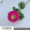 Thousand Layer Dew Lotus MHHC Rose Red