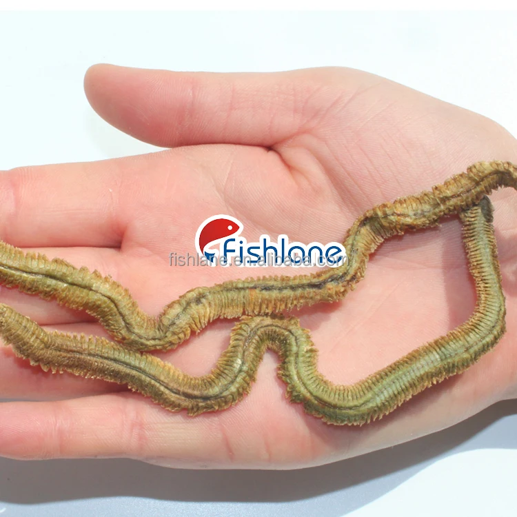 Dry Marine Worms Fresh Freeze Dry