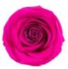 rose vif