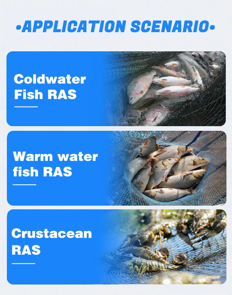 Ras System Aquaculture Equipment for Shrimp Tilapia Fish Farming in ...