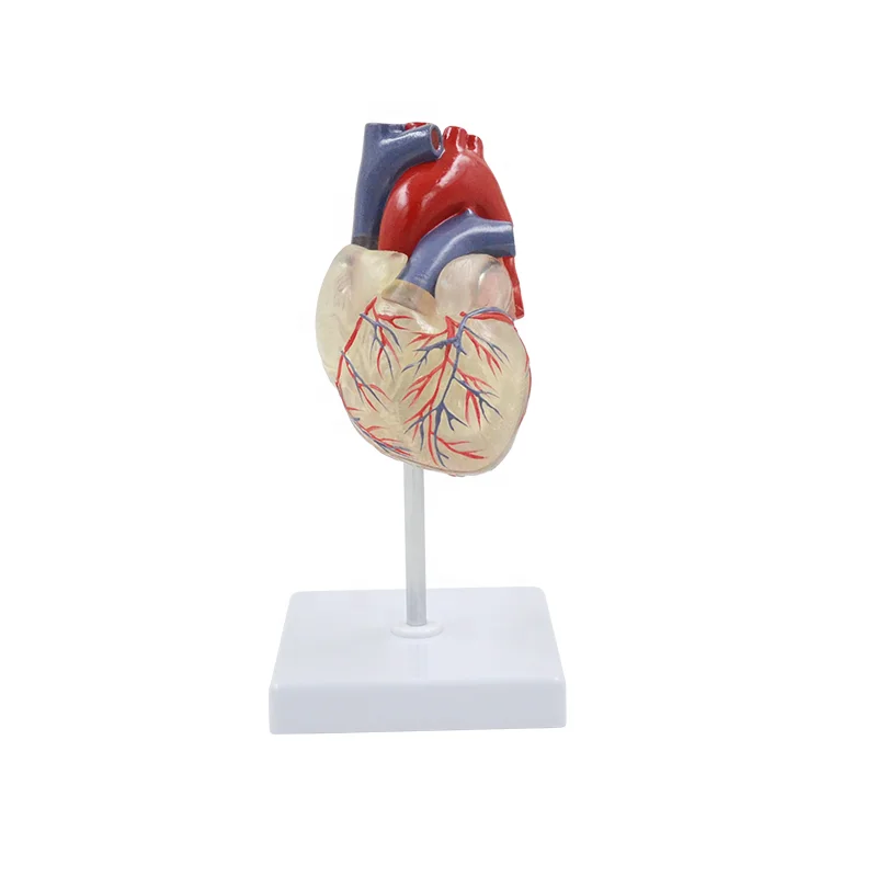 Transparent Human Heart Model