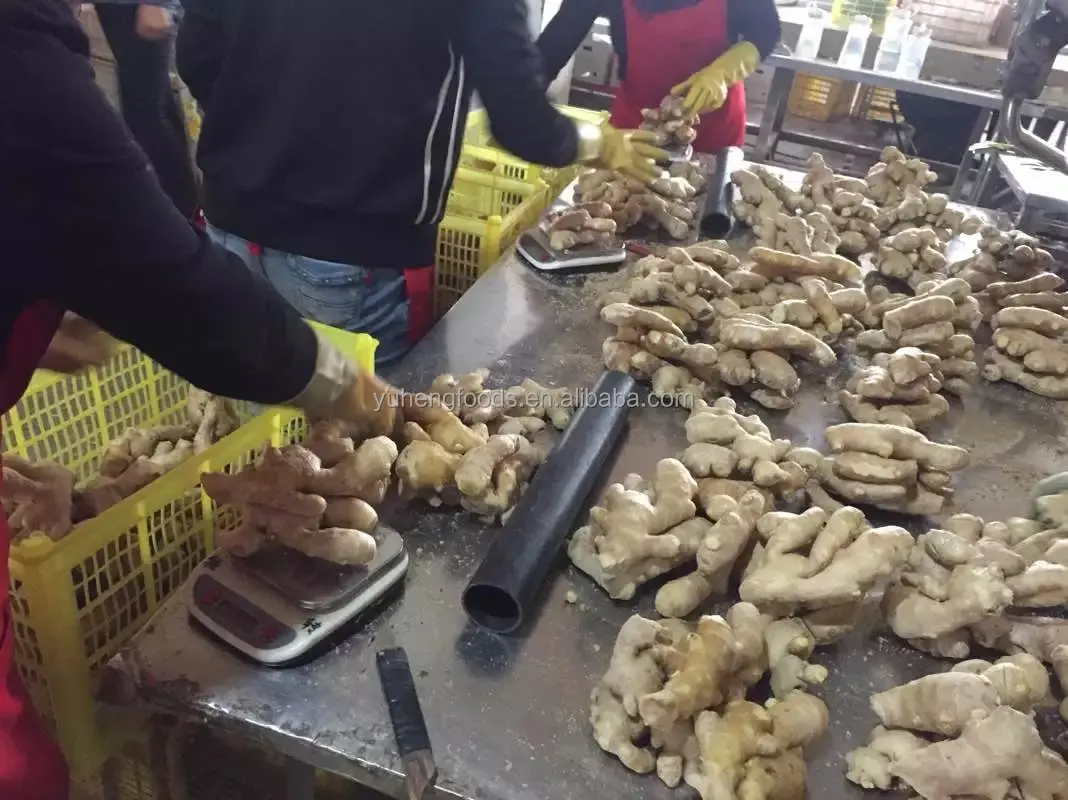 air dried ginger 14.jpg