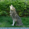 CSSMQ-009| 45,5x31,5x75,5cm Lobo sentado