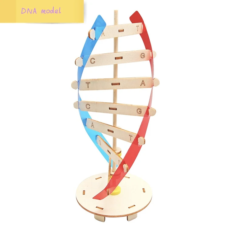 DNA Double Helix Structure Model Technology Small Handmade Diy Human Gene Biological Science Experiment Equipment DNA Model