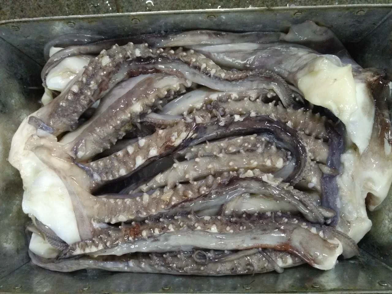 X6625 Frozen Giant Squid Head Manufacturer High Quality Wholesale Tentacles 1kg+