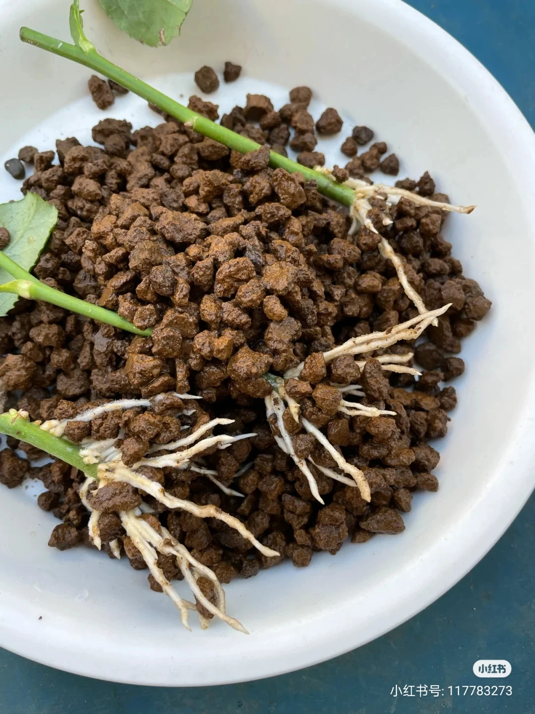 Japanese Akadama Soil Baraki Akadama For Aquarium Shrimp And