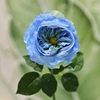 Blu-chiaro
